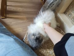 -楼上猫咖(罗湖店)
