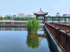 -莲花池公园