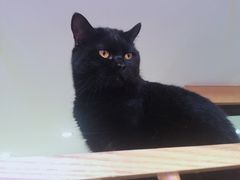 -滚猫咖啡·猫咖·猫友好撸猫(未来城店)
