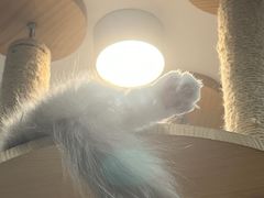 -喵园·猫主题咖啡厅·撸猫·猫咖(国贸店)