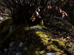 -青峰峡国家森林公园