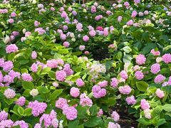 -常州古运河南大街文化旅游区-人民公园