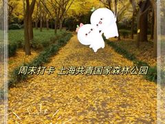 -上海共青森林公园