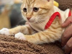 -瑞派康怡24h宠物医院·犬猫医疗中心·微创绝育(瑞景分院)