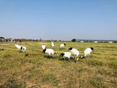 -盐城丹顶鹤湿地生态旅游区