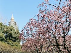 -红梅公园