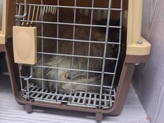 -纳吉亚猫专科动物医院·北北分院