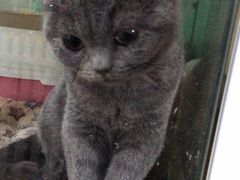 -喵宠乐园·撸猫互动·猫舍