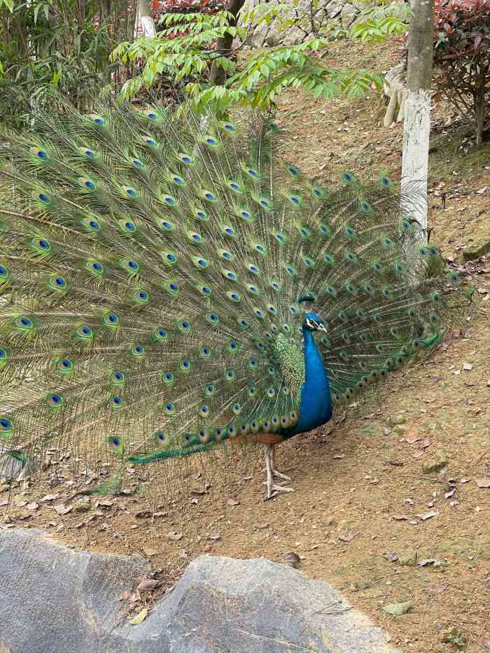 温州动物园-"在景山上面,车可以开到门口,那边路边都是.