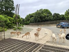 -常州淹城野生动物世界