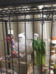 -胭脂猫京剧摄影