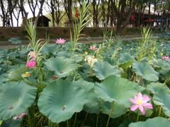 -洪湖生态旅游区