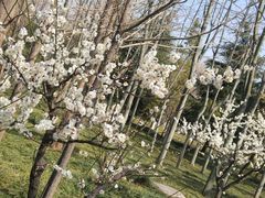 -洛阳市隋唐城遗址植物园