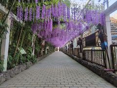 -呀路古热带植物园