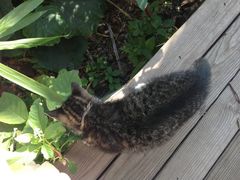 小小喵-海边的猫和咖啡馆