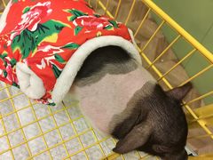 -怪兽屋·羊驼·猫咖·狗咖(俊华广场店)