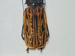 -上海昆虫博物馆