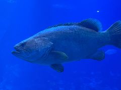 -太平洋海底世界