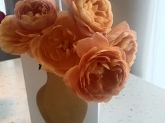 -Tomacado花厨(One ITC店)