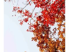 -王顺山国家森林公园