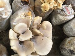 -仙蘑洞