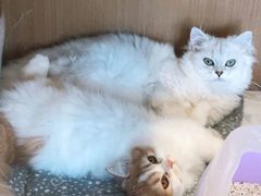 -悠尼宠物·独立低压伊珊娜洗护·美容·寄养(兰谷路店)