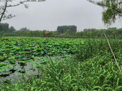 -溱湖国家湿地公园