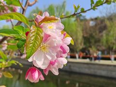 -海棠花溪(元大都城垣遗址公园)