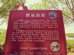 -南大港湿地风景区