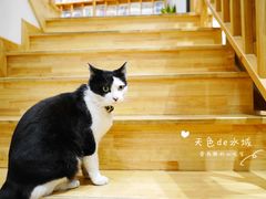 -猫的天空之城概念书店(杭州南宋御街店)