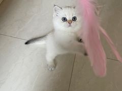 -柚子猫舍·精品猫舍购猫·猫咪认养·购宠·宠物店