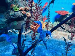 -上海海洋水族馆