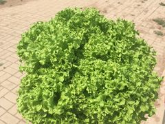 -万源龙顺度假庄园生态观光园