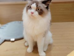 -滚猫咖啡·猫咖·猫友好撸猫(未来城店)