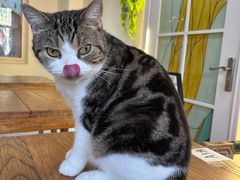 -猫小院猫主题餐厅(南锣旗舰店)