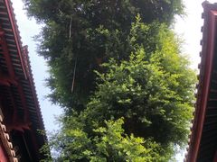 -叩齿古寺