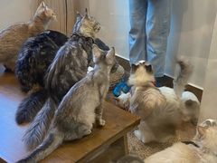 -楼上猫咖(罗湖店)