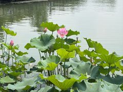 -金鸡湖桃花岛