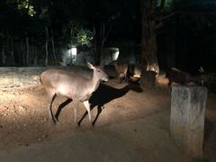 -清迈夜间动物园