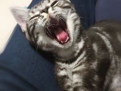 -猫大福·Fortune Cat猫舍(百子湾店)