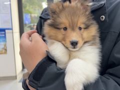 -凯瑞希宠物医院·狂犬免疫·微创·皮肤科