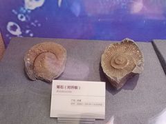 -陕西自然博物馆