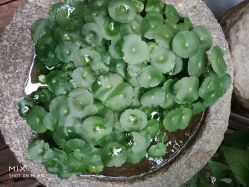 -美奇丝私人定制