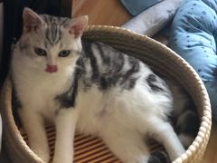 -爱妮康宠物医院·干细胞免疫细胞·肿瘤·心脏(张江店)