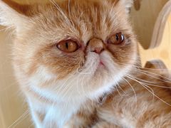 -瞄一喵猫咖(格力海岸店)