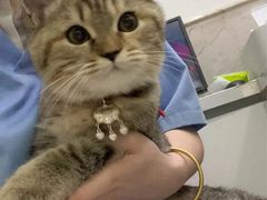 -福懋动物医院·犬猫全科·外科·重症科(杏林分院)