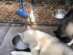 -TrueLove @ Neverland (Husky Cafe)