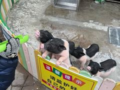 -南湖梦幻岛