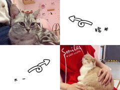 -三花喵·撸猫购宠·宠物生活馆(虹桥南丰城店)