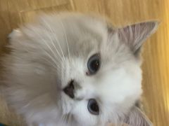 -滚猫咖啡·猫咖·猫友好撸猫(未来城店)